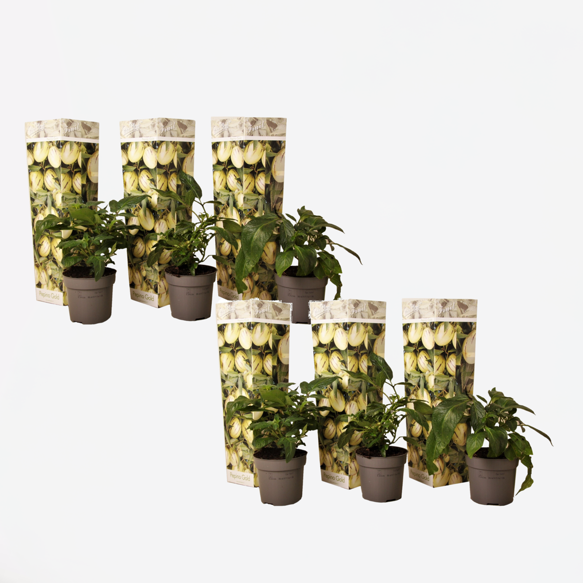 Solanum 'Pepino gold' - Meloenpeer - Set van 6
