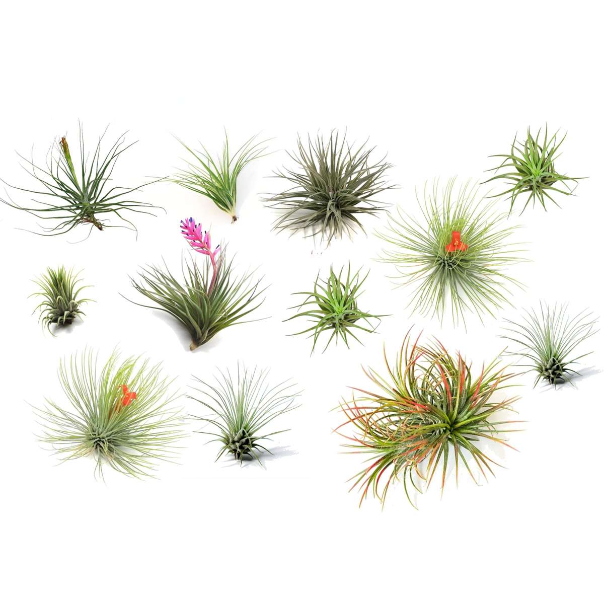 Tillandsia - 12 stuks - Luchtplantjes