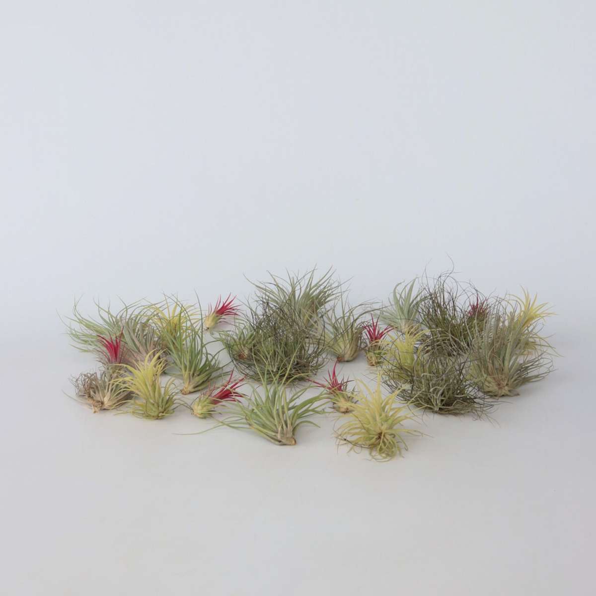 Tillandsia - Mix van 24 - Luchtplantjes