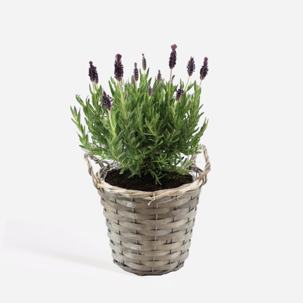 Lavandula stoechas 'Anouk' - Lavendel