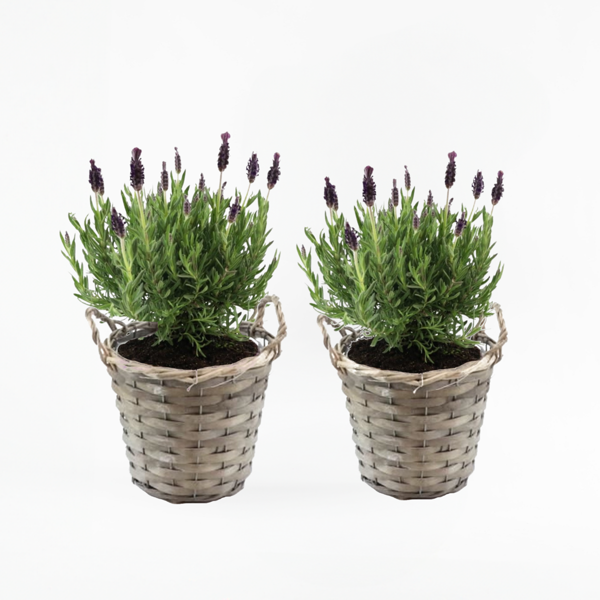 Lavandula stoechas 'Anouk' - Set van 2 - Lavendel