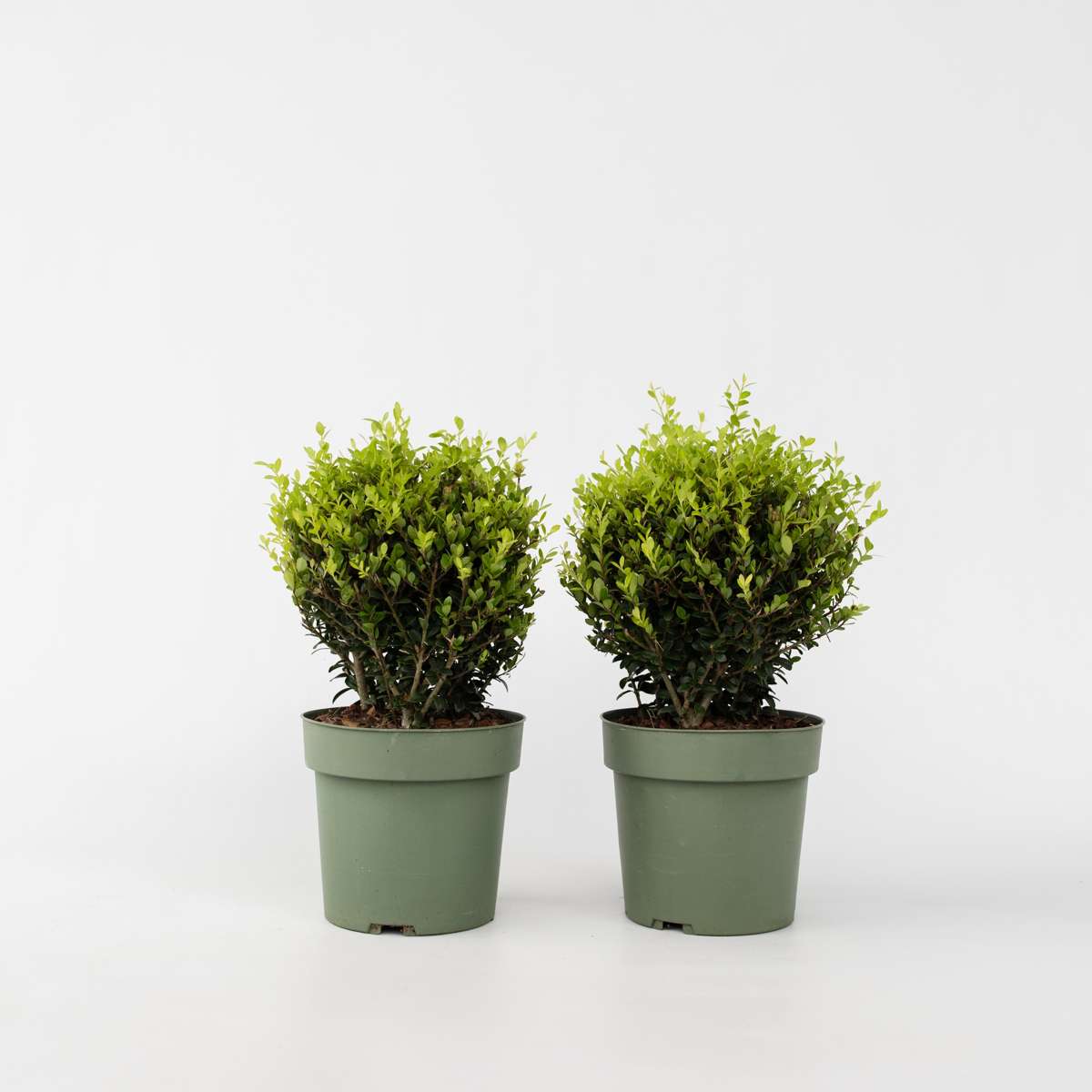 Ilex crenata - Japanse hulst - Set van 2