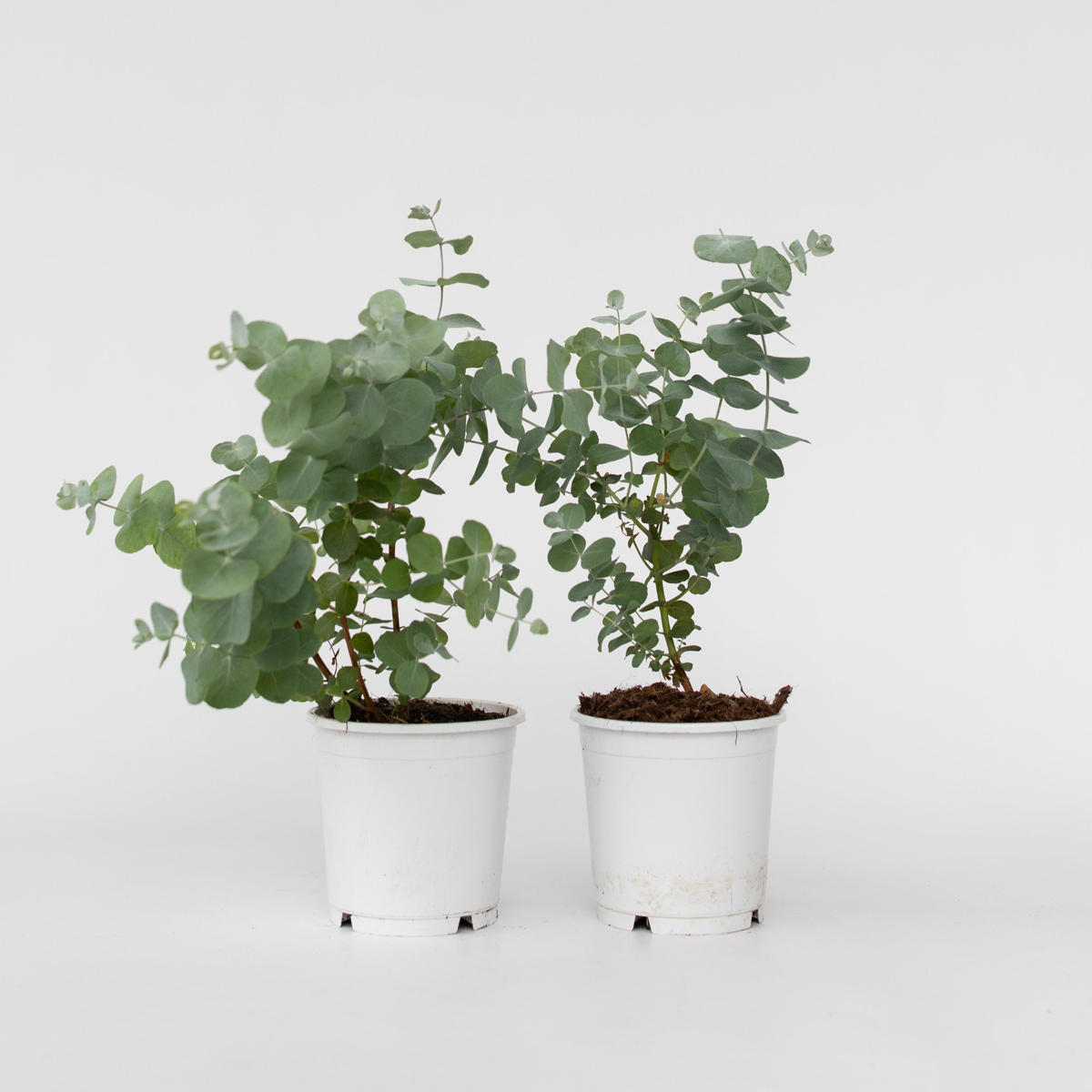 Eucalyptus Pulverulenta 'Babyblauw' - Set van 2