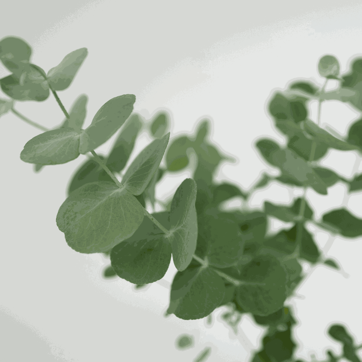 Eucalyptus Pulverulenta 'Babyblauw' - Set van 4