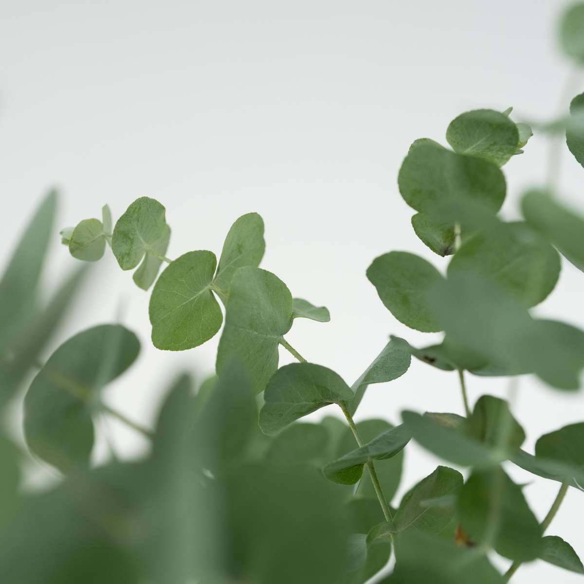 Eucalyptus Pulverulenta 'Babyblauw' - Set van 6