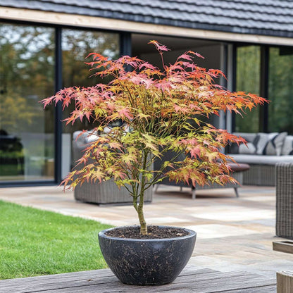 Acer palmatum 'Starfish' - Japanse esdoorn
