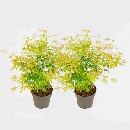 Acer palmatum 'Orange Lace' - Set van 2 - Esdoorn