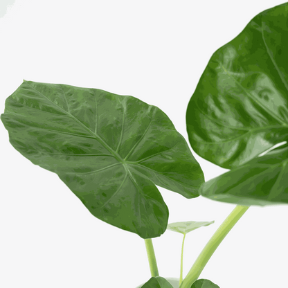 Alocasia 'Macrorrhiza' - Olifantsoor