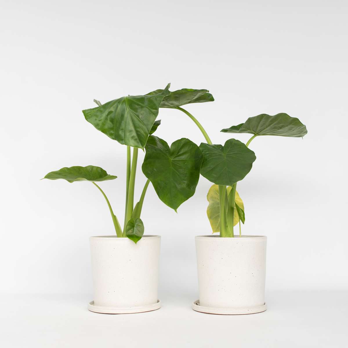 Alocasia 'Macrorrhiza' - Set van 2 - Olifantsoor