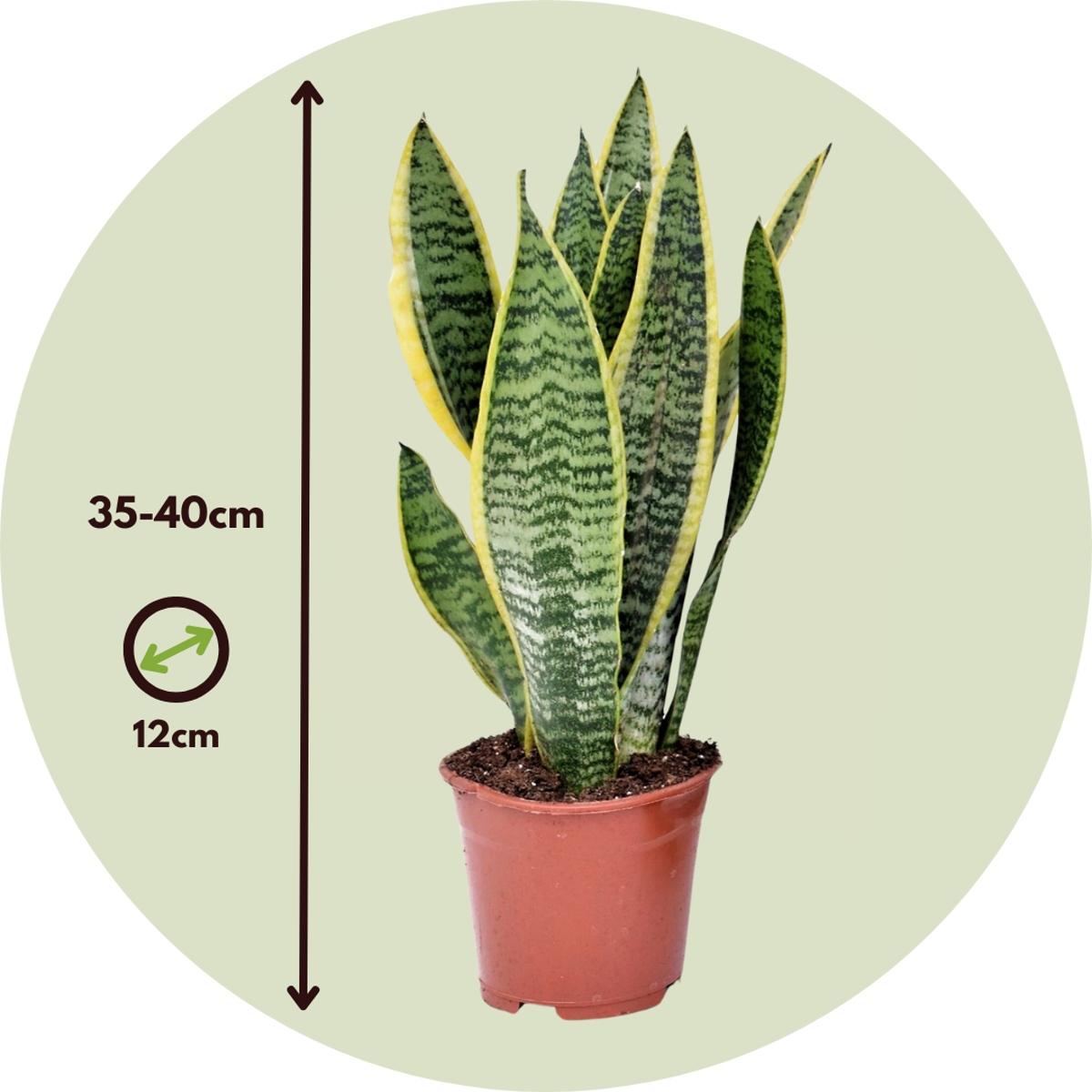 Sansevieria Laurentii - Set van 4