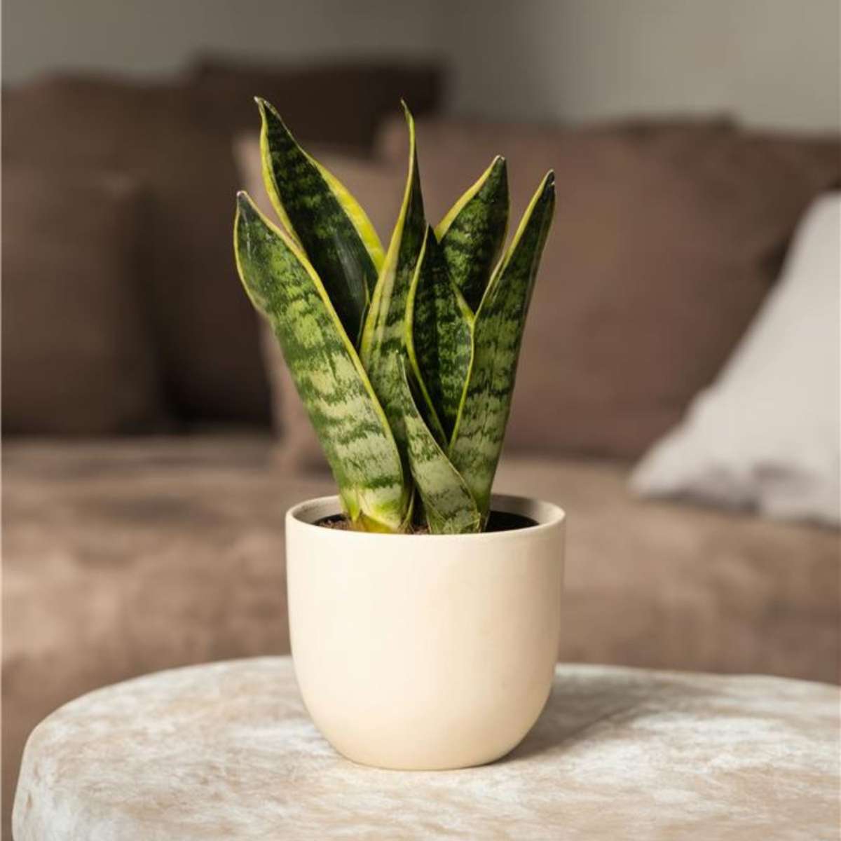 Sansevieria Laurentii - Set van 2