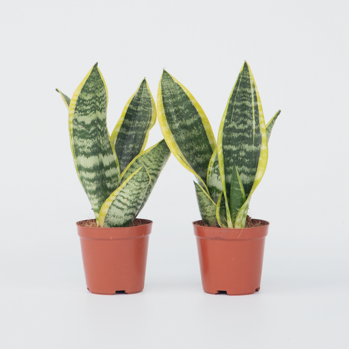 Sansevieria Laurentii - Set van 2