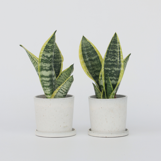 Sansevieria Laurentii - Set van 2