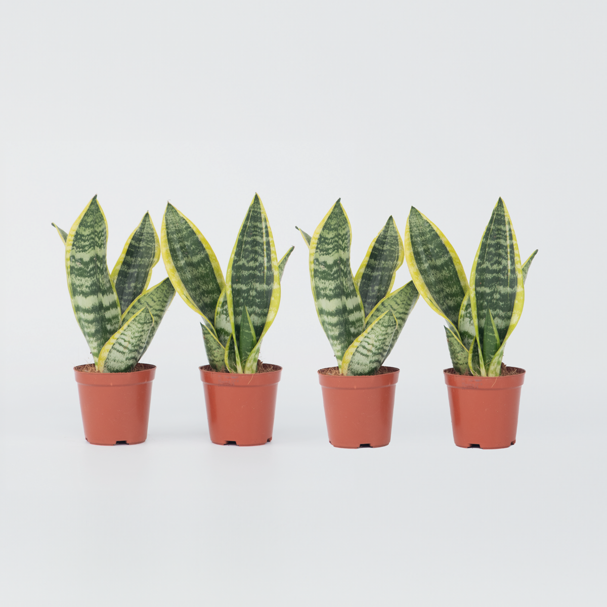 Sansevieria Laurentii - Set van 4