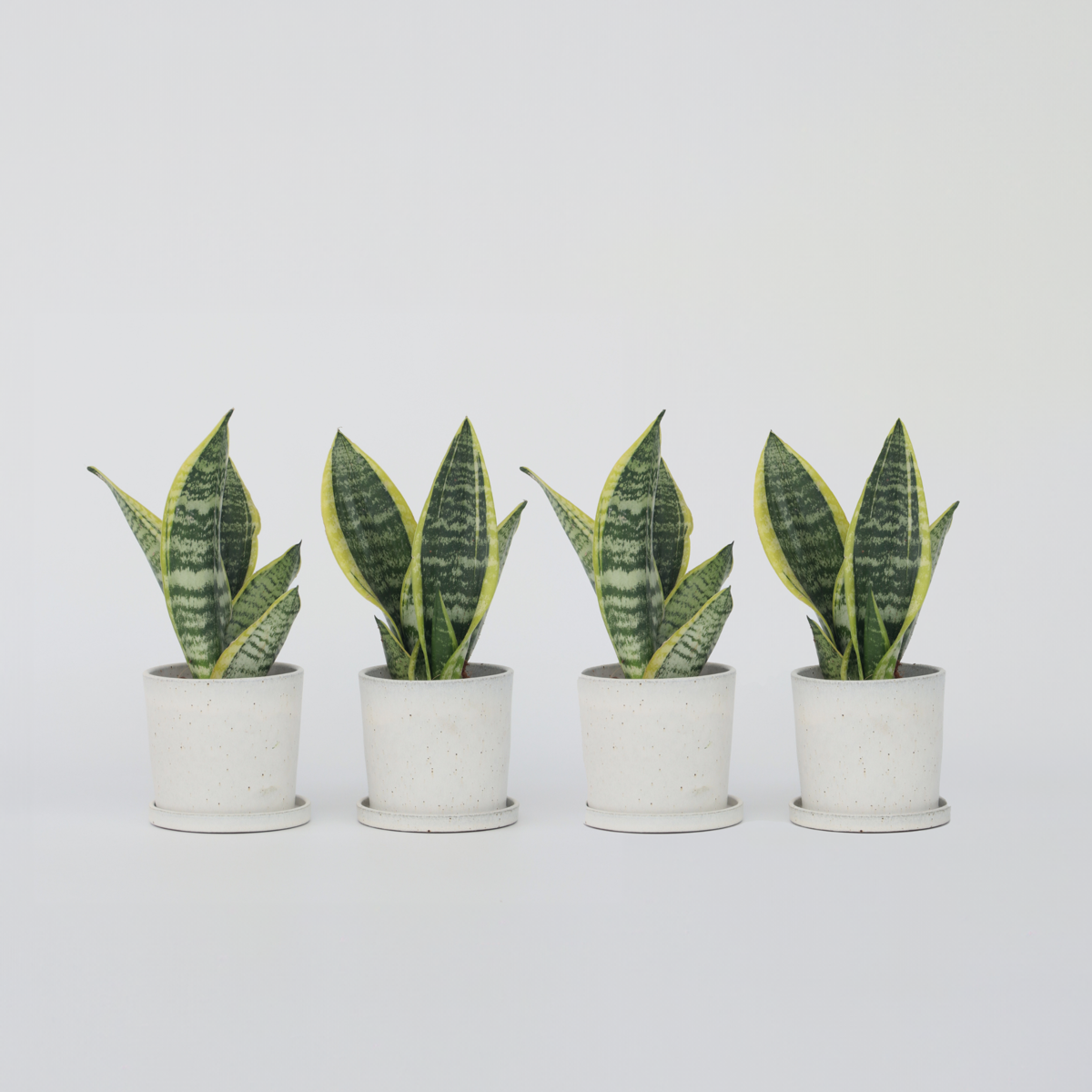Sansevieria Laurentii - Set van 4