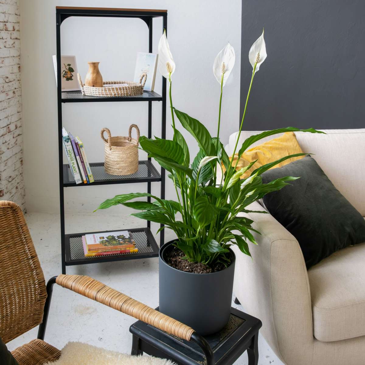 Spathiphyllum - Set van 2