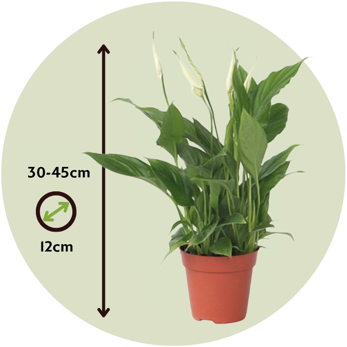 Spathiphyllum - Set van 3