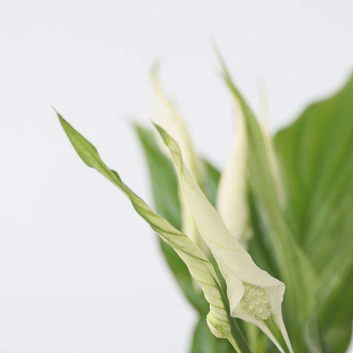 Spathiphyllum - Set van 4