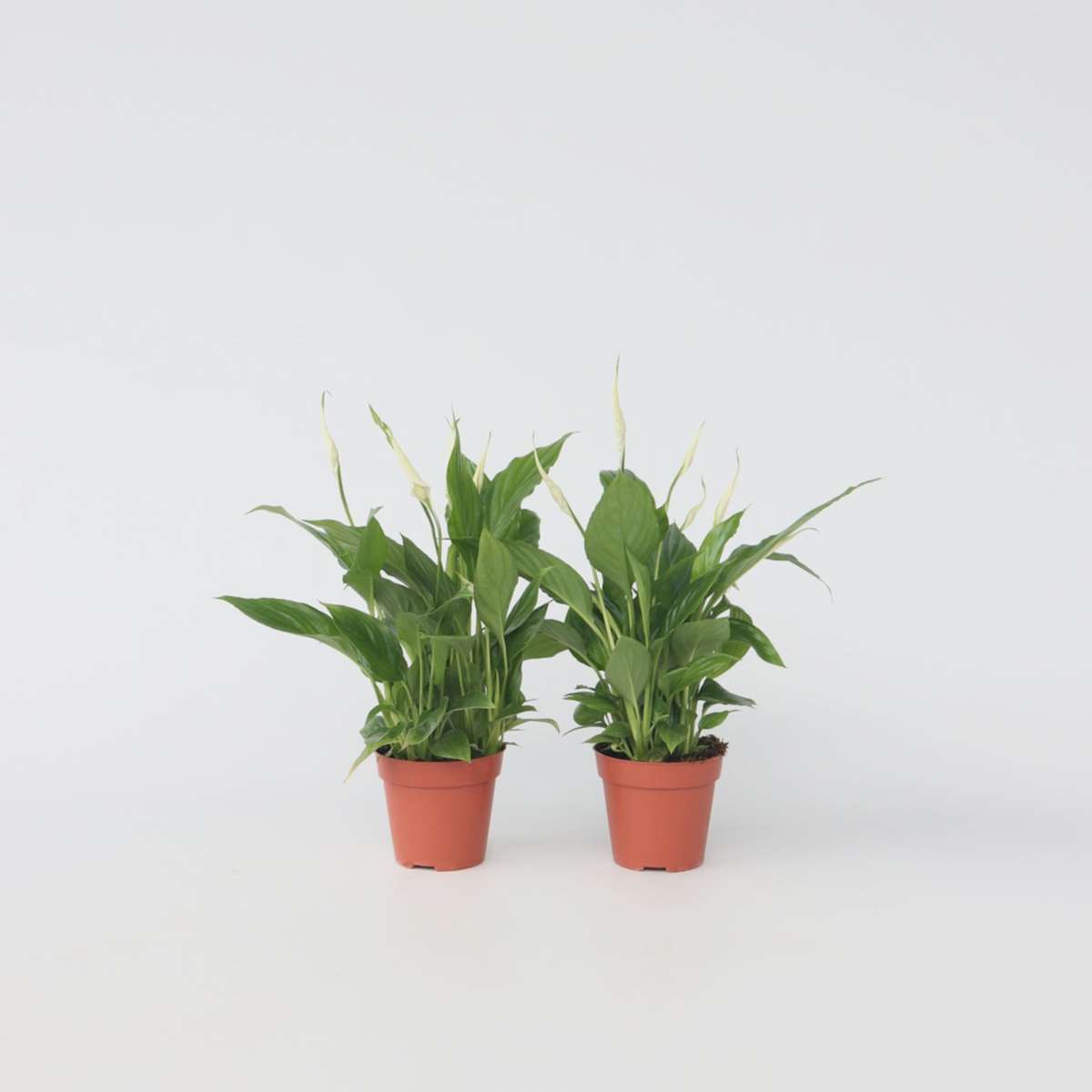 Spathiphyllum - Set van 4