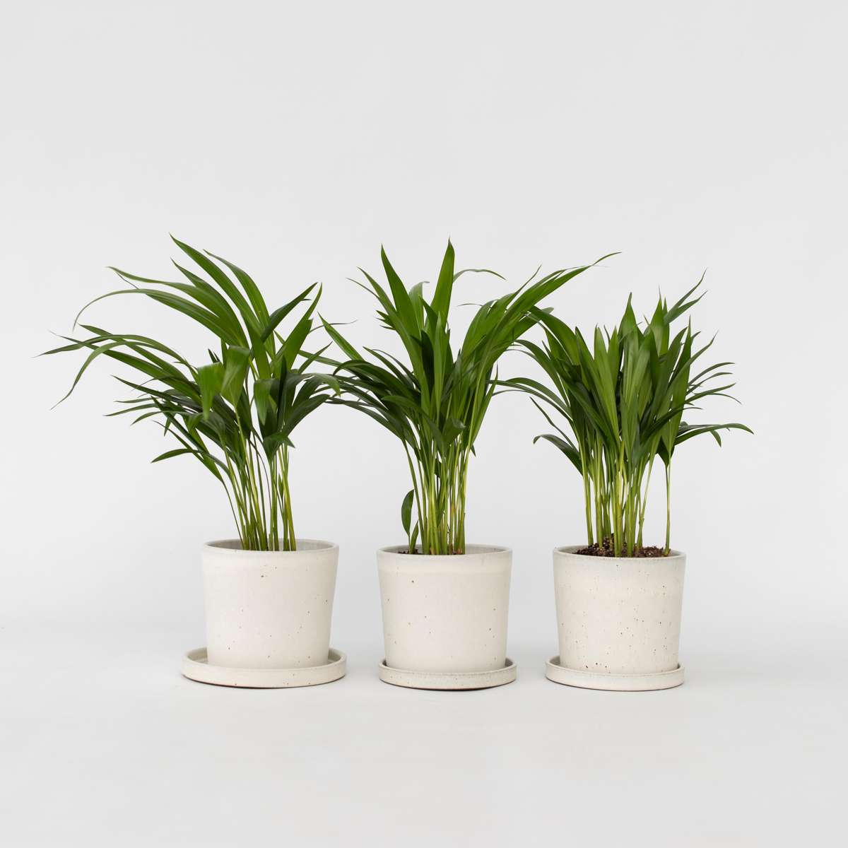 Dypsis Lutescens - Set van 3 - Areca