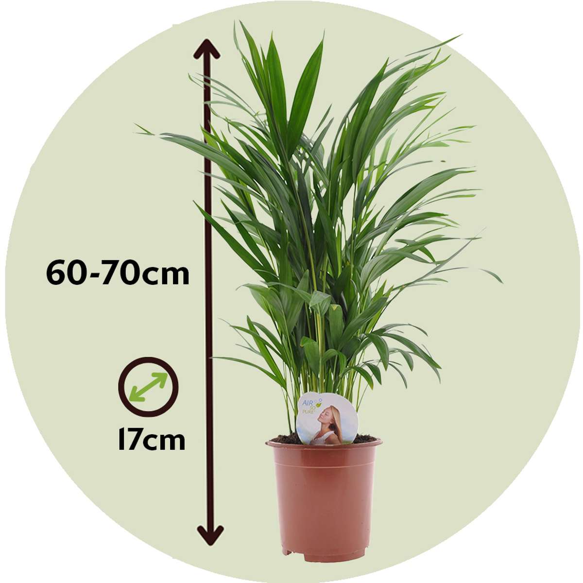 Dypsis Lutescens - Set van 4 - Areca