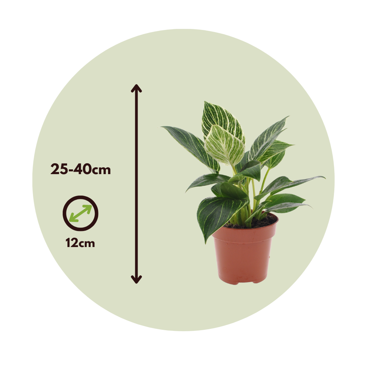 Philodendron 'White Wave'