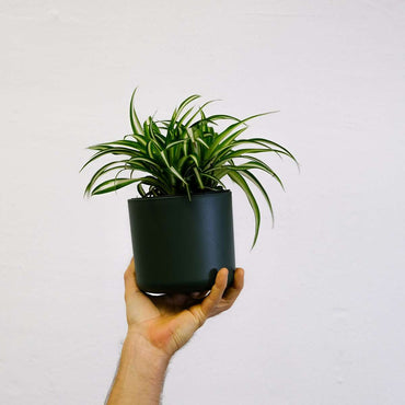 Chlorophytum comosum 'Atlantic' - Graslelie