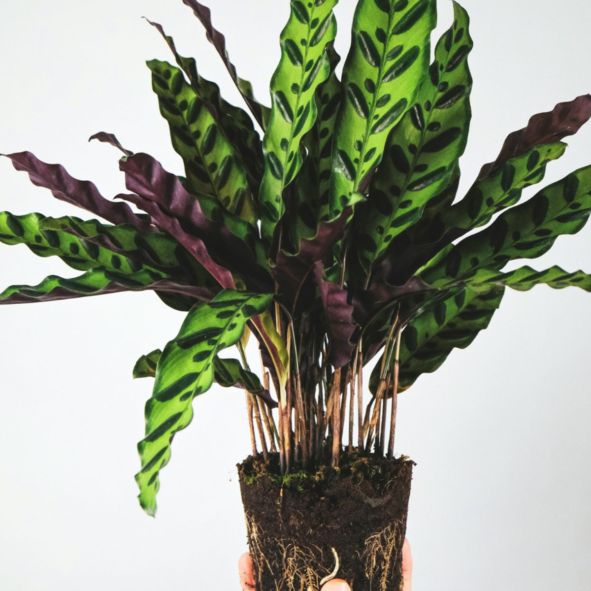 Calathea Insignis - Marantaceae