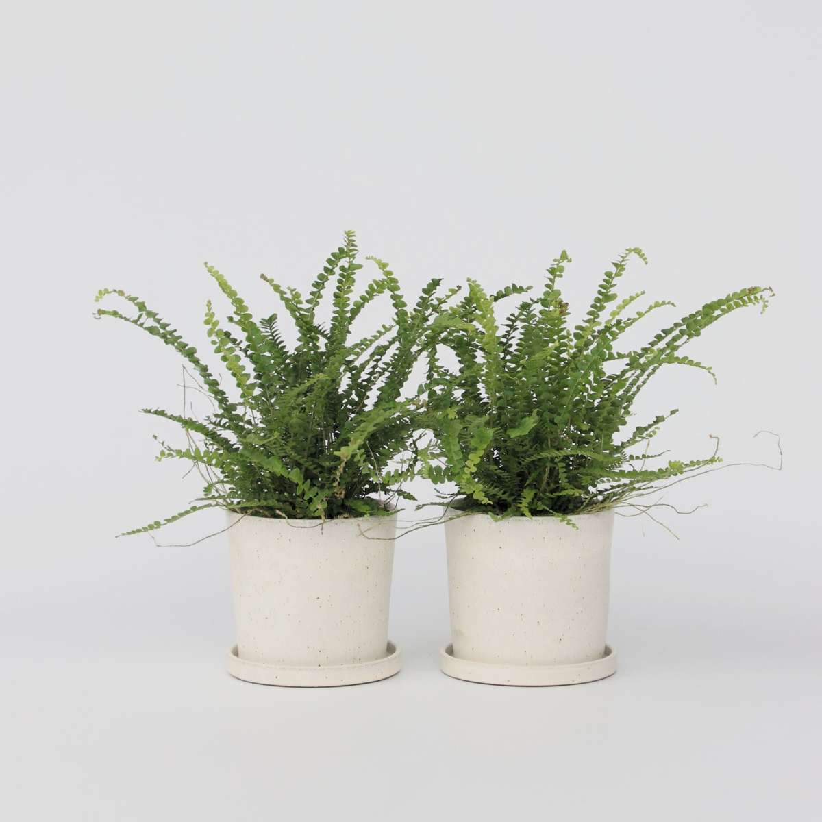 Nephrolepis Duffi - Krulvaren - Set van 2