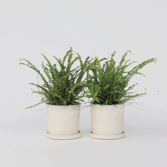 Nephrolepis Duffi - Krulvaren - Set van 2