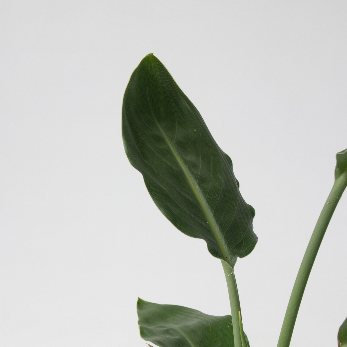 Groene kamerplanten 'Tropisch' - Mix van 3