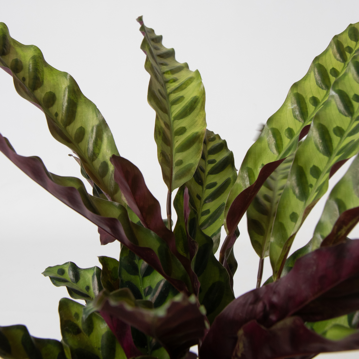 Groene kamerplanten 'Tropisch' - Mix van 3