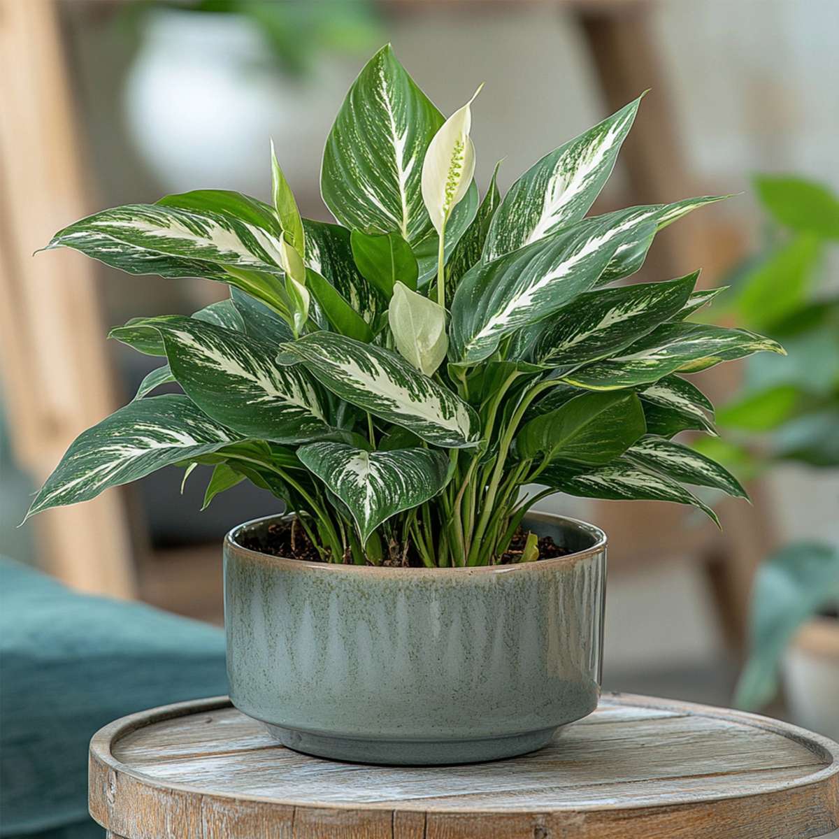 Spathiphyllum 'Diamond'