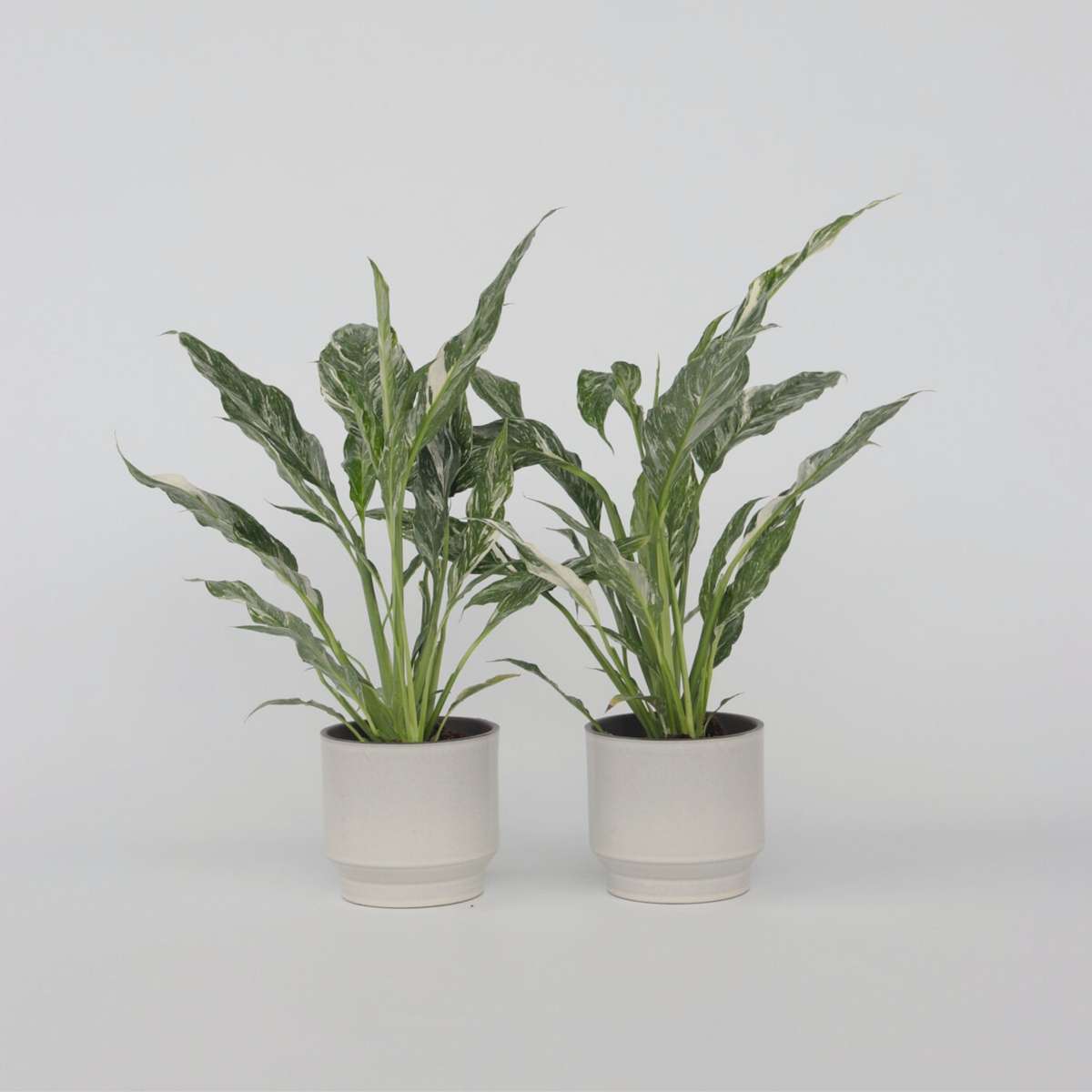 Spathiphyllum Diamond - Set van 2