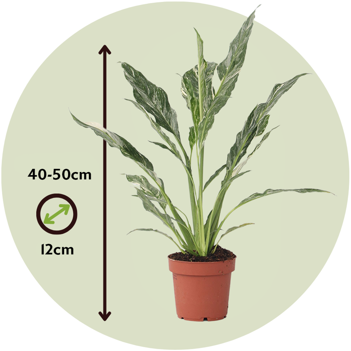 Spathiphyllum Diamond - Set van 2