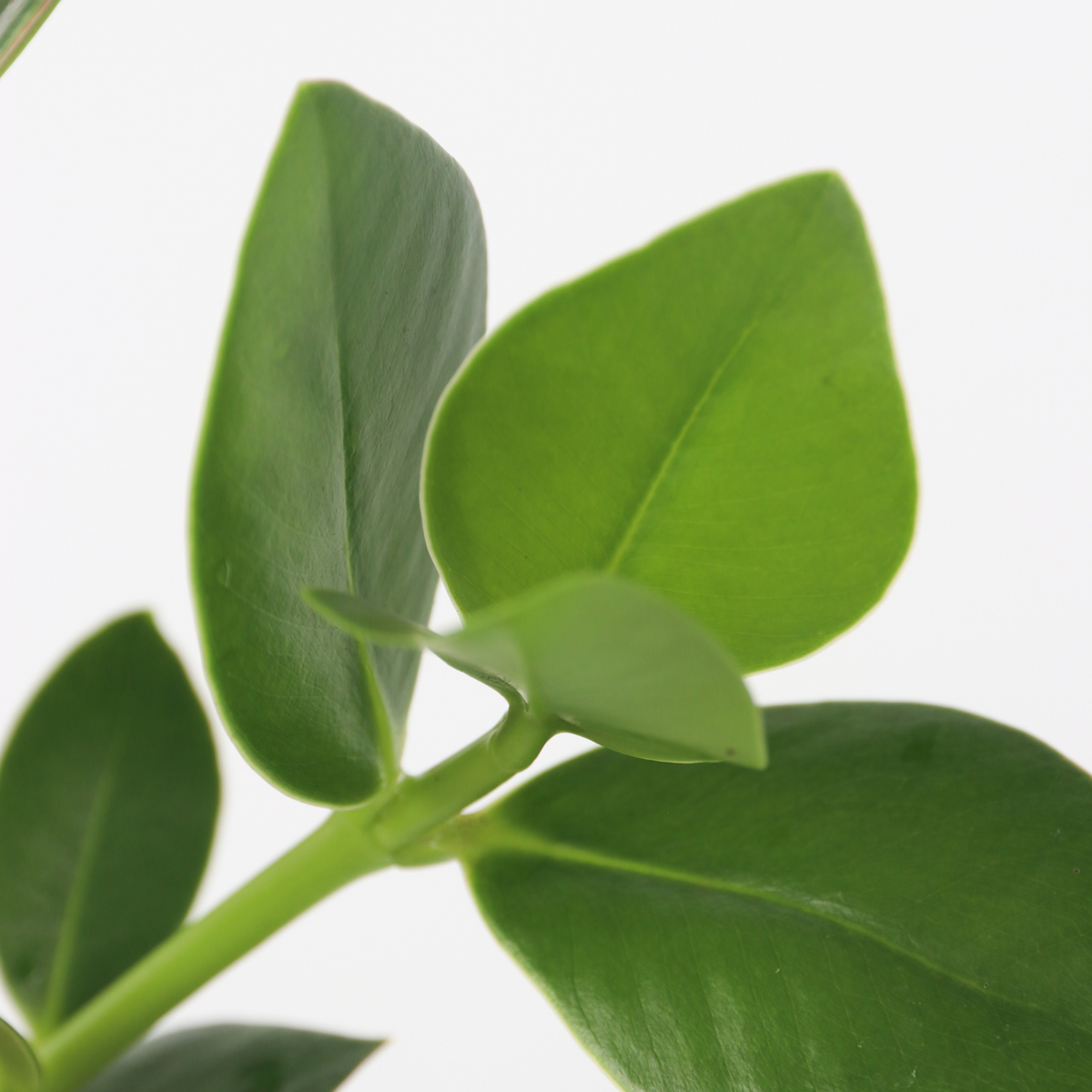 Clusia in glas - Hydroponie