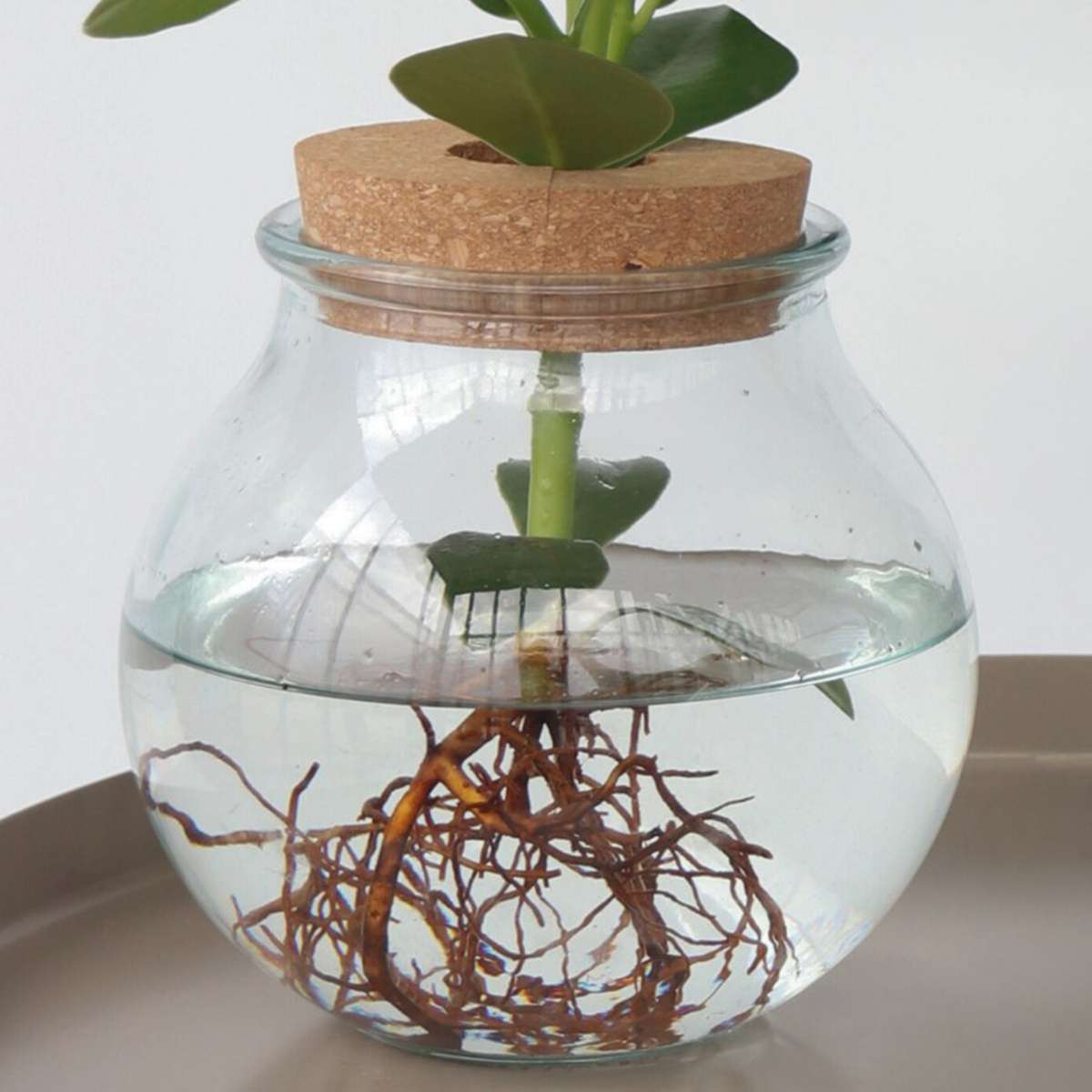 Clusia in glas - Hydroponie