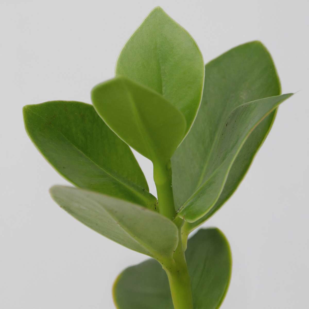 Clusia in glas - Hydroponie