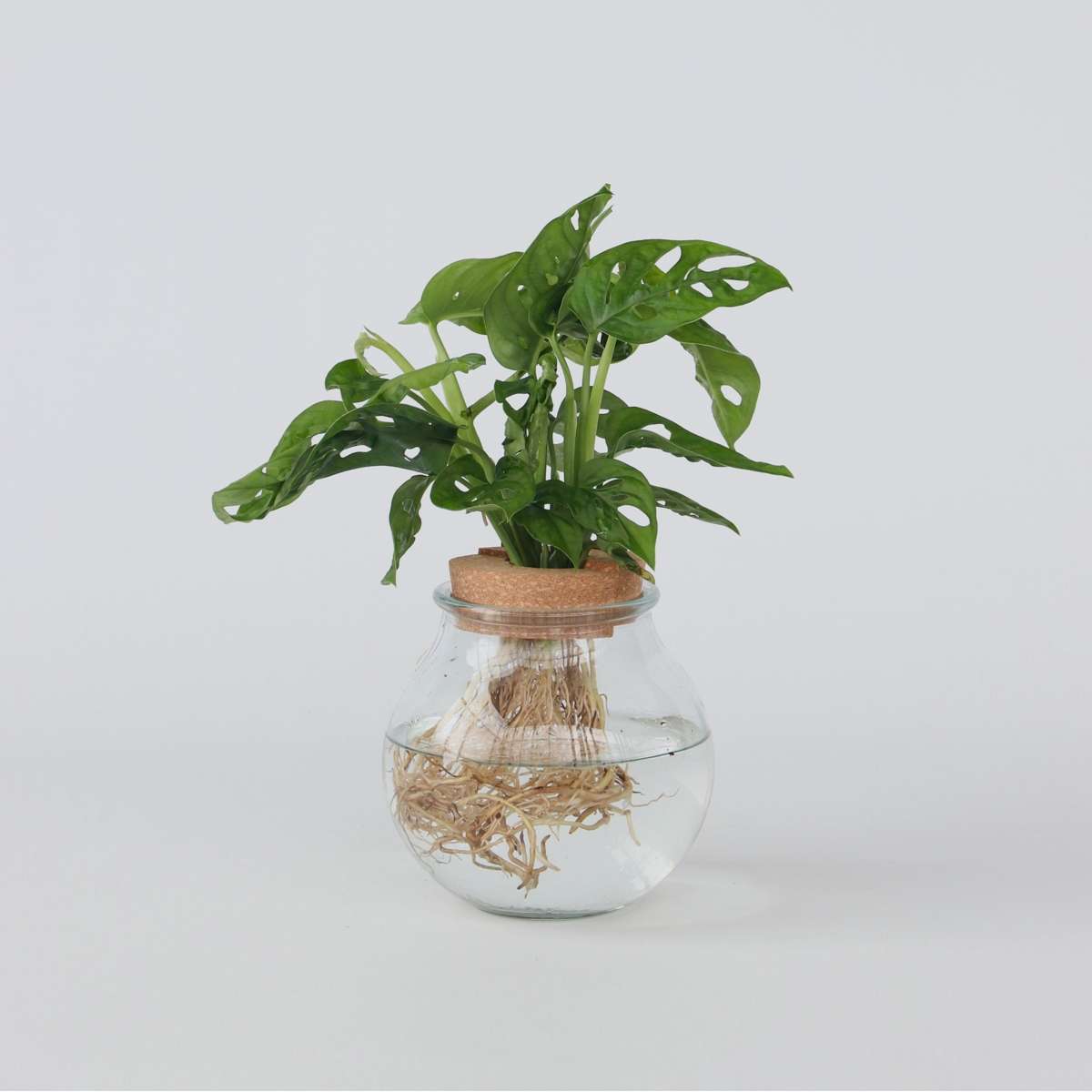 Monstera 'Monkey Mask' - Hydroponie