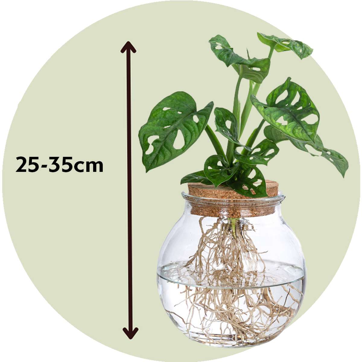 Monstera 'Monkey Mask' - Hydroponie