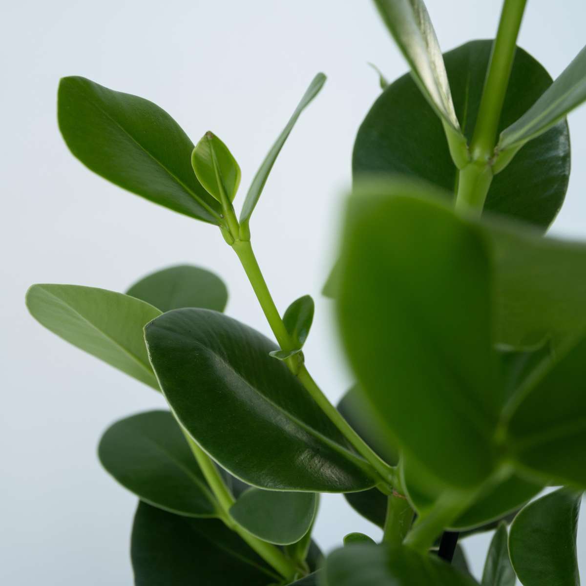 Clusia rosea 'Princess' - Set van 4