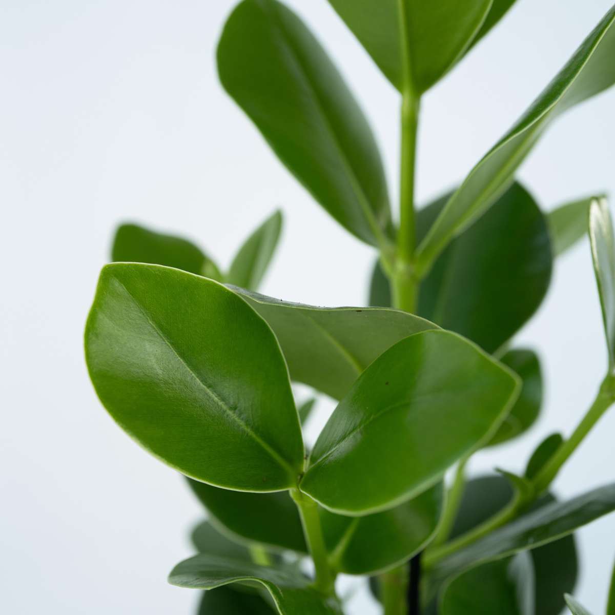 Clusia rosea 'Princess' - Set van 4