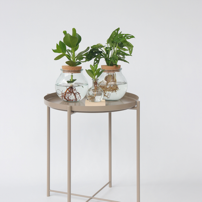 Clusia met LED-verlichting - Hydroponie - Plant in water