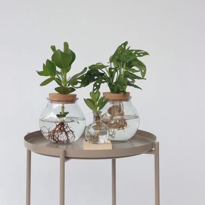 Clusia met LED-verlichting - Hydroponie - Plant in water