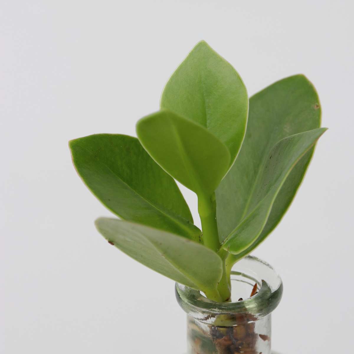 Clusia, Monstera - 2 Stuks - Plantenmix in glas