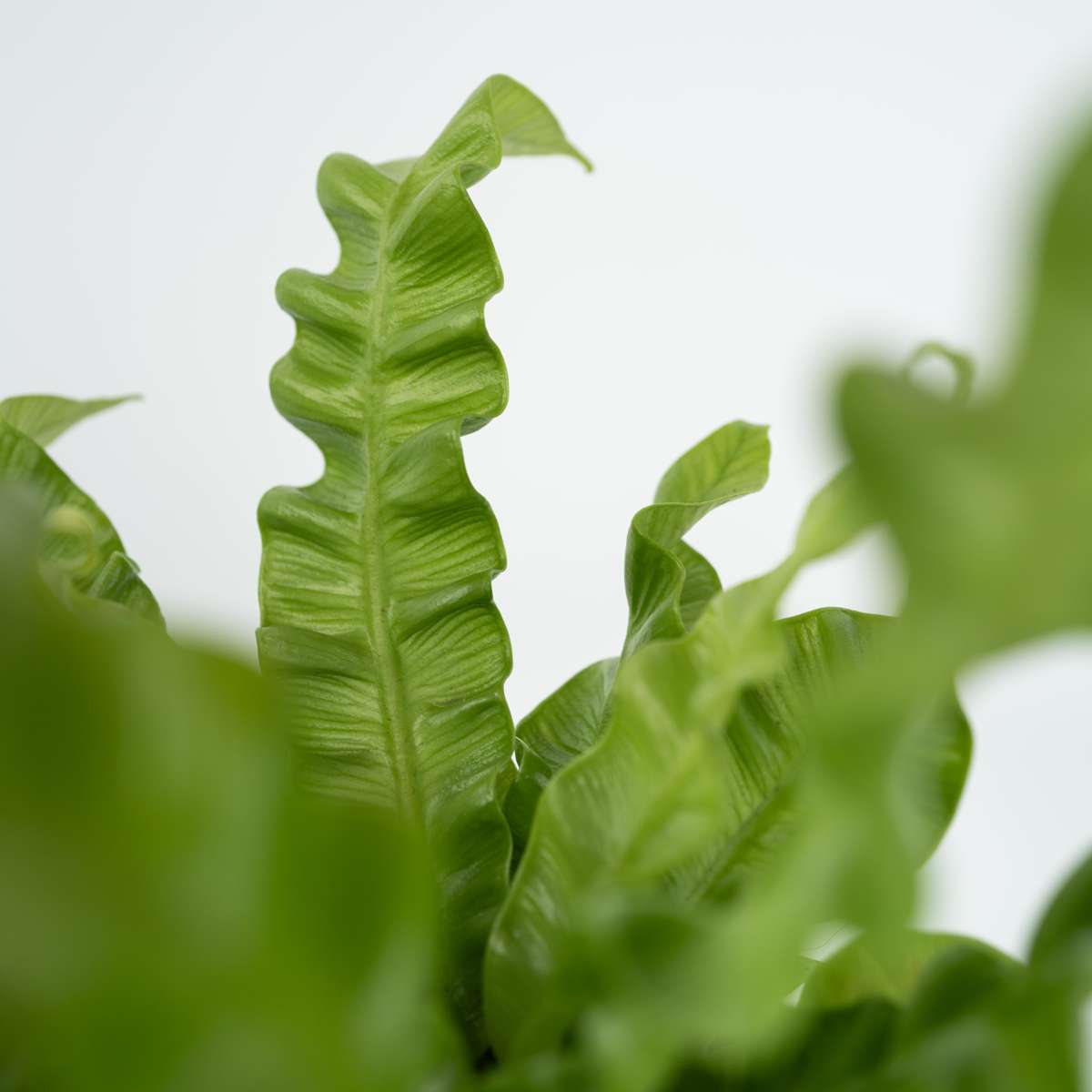 Asplenium nidus 'Crispy Wave' - Set van 2 - Nestvaren