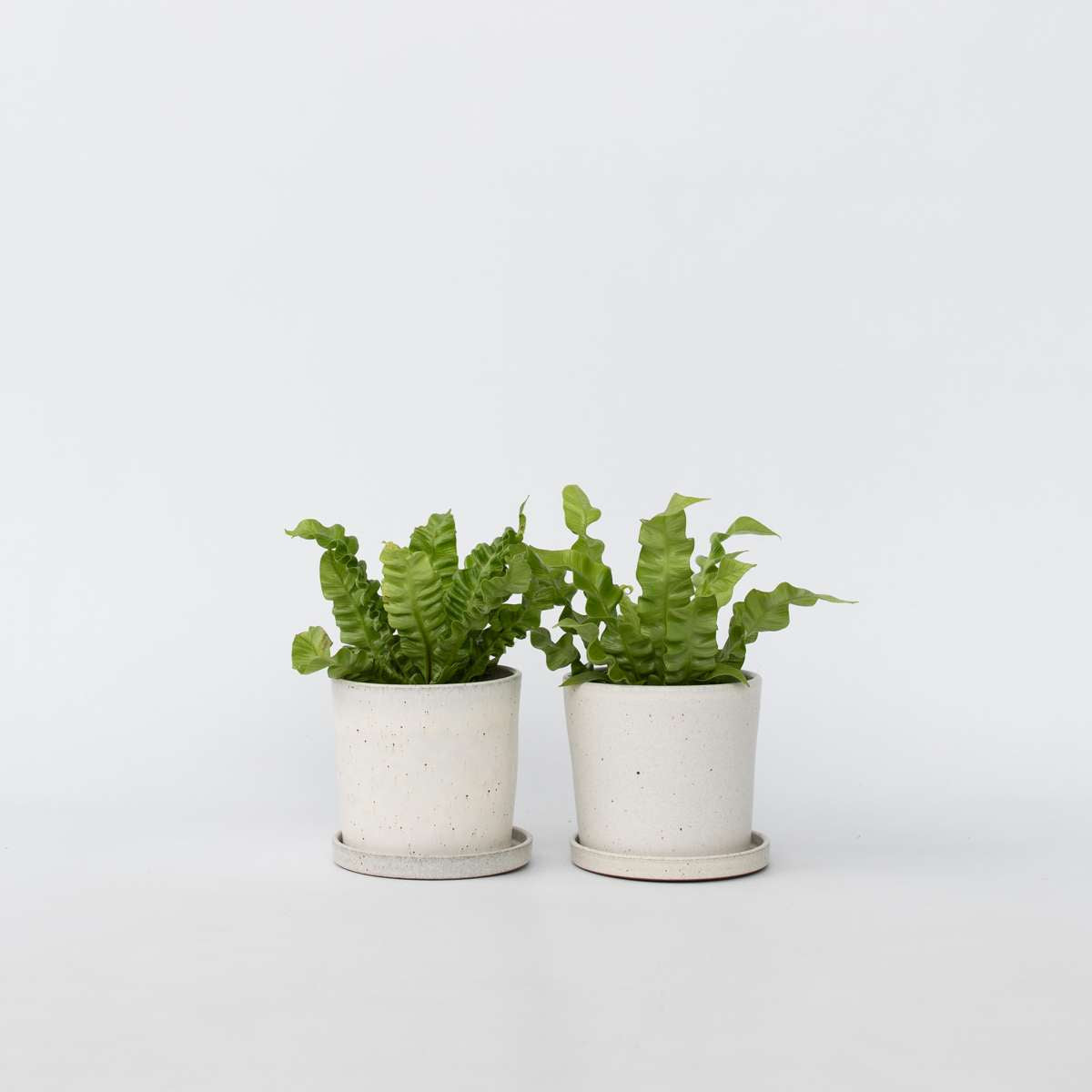 Asplenium nidus 'Crispy Wave' - Set van 2 - Nestvaren
