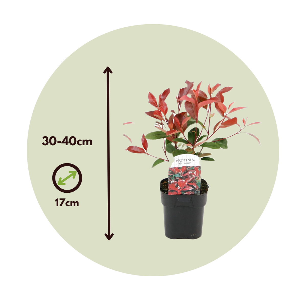 Photinia fraseri 'Red Robin' - Set van 2