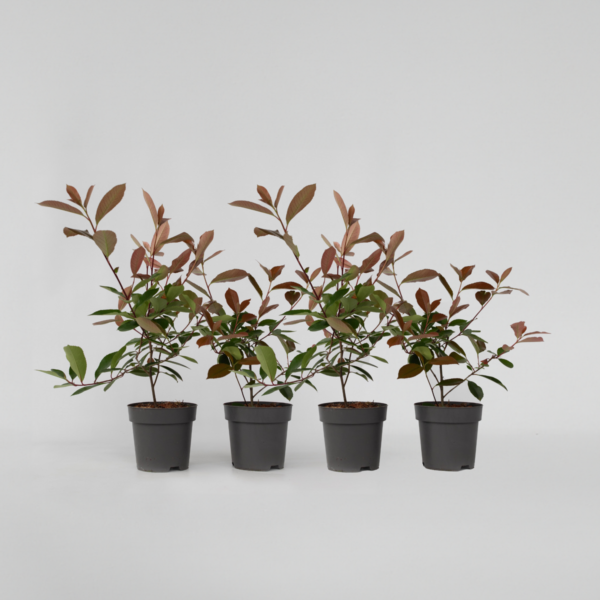 Photinia fraseri 'Red Robin' - Set van 4