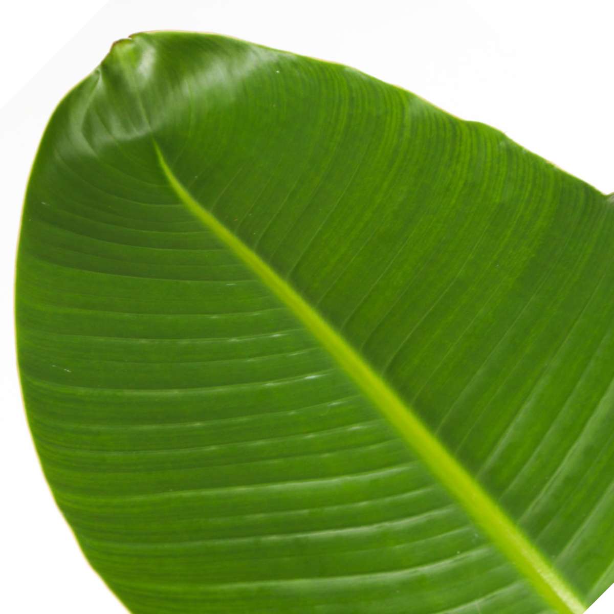 Strelitzia Nicolai - Paradijsvogelbloem